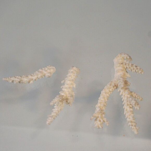 Corals Lot Natural Sea Corals Decorative Display Aquarium - Picture 6 of 6